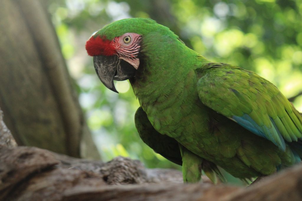 A parrot in the Xcaret park