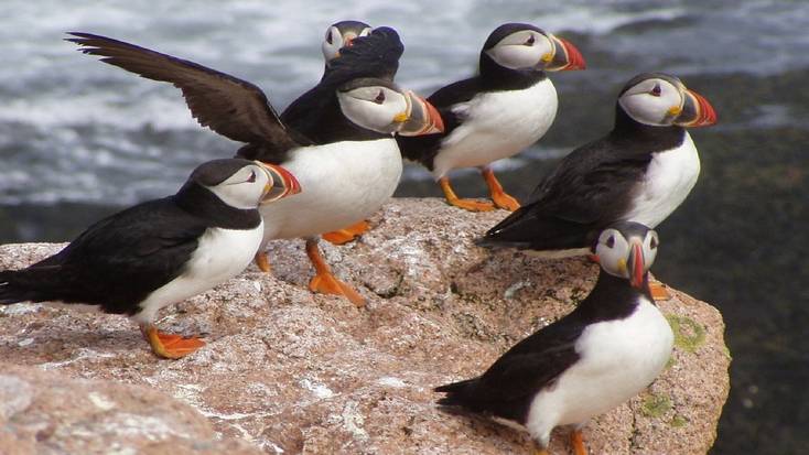 Go bird watching in Maine and see Atlantic puffins