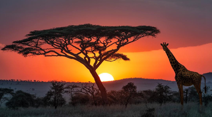 Serengeti National Park, Tanzania