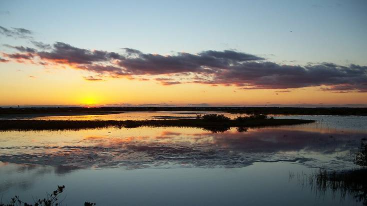 Go bird watching on Merritt Island, Florida