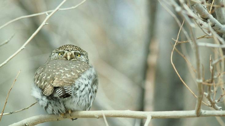 See the Northern Pygmy Owl in Olympic National Park