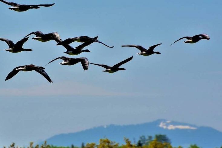 Best places to go bird watching