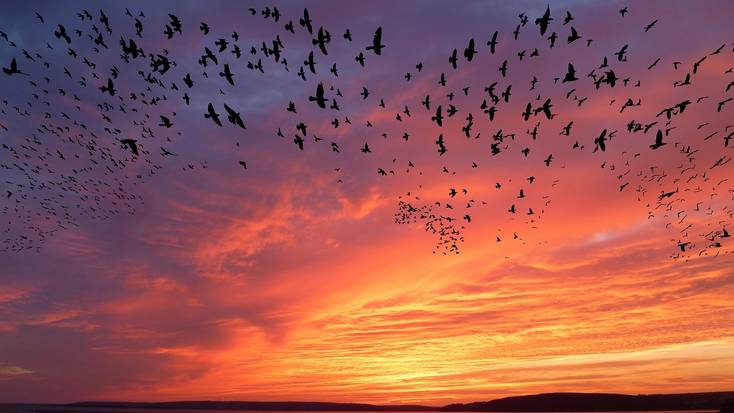 Birds migrating in the sunset