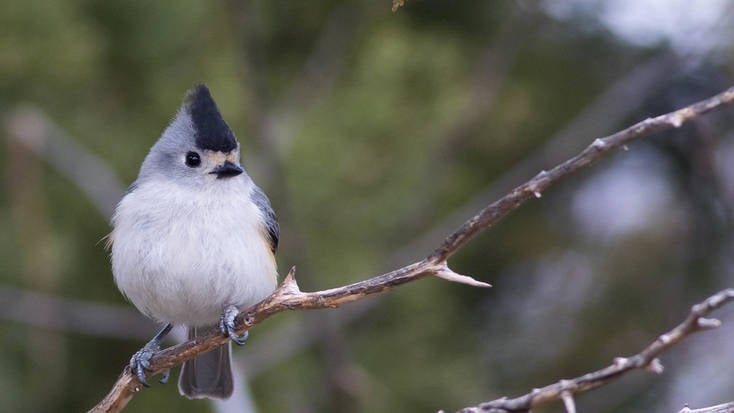 See the Black-Crested Titmouse in Rio Grande Valley, Texas