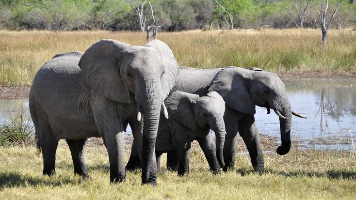 world tourism day, see elephants in the incredible Okavango Delta, Botswana 