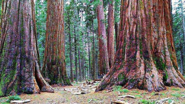 Explore the Sequoia National Forest