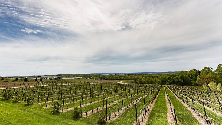 Visit a Traverse City winery