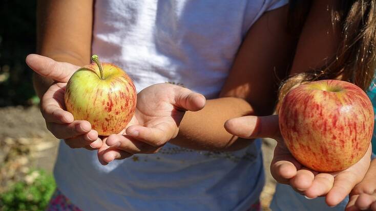 Apples from an apple picking orchard