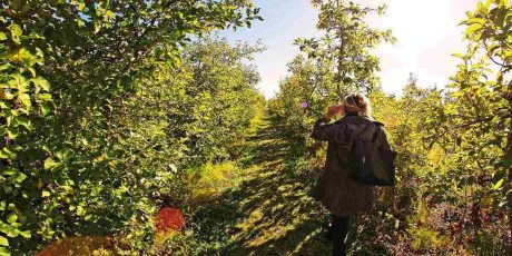 Go apple picking in New England