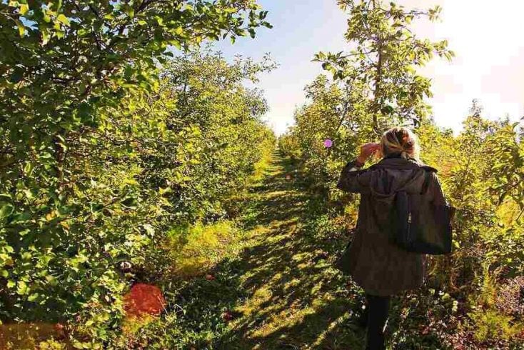 Go apple picking in New England