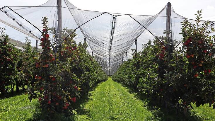 Visit an apple picking Orchard