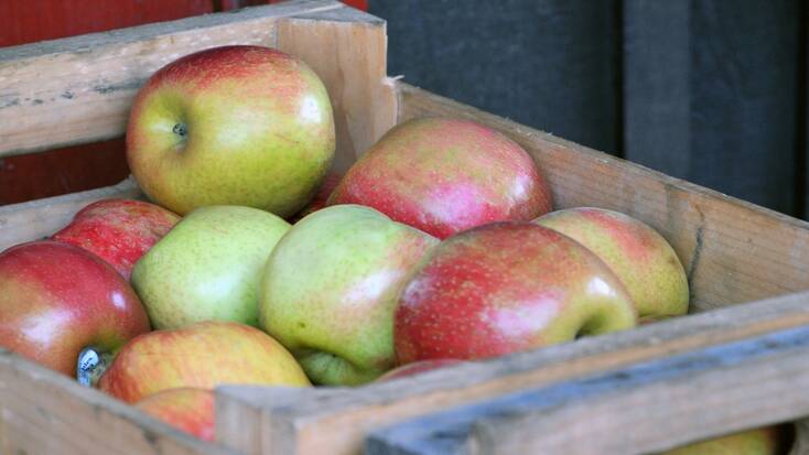 store apples in a cool dry place