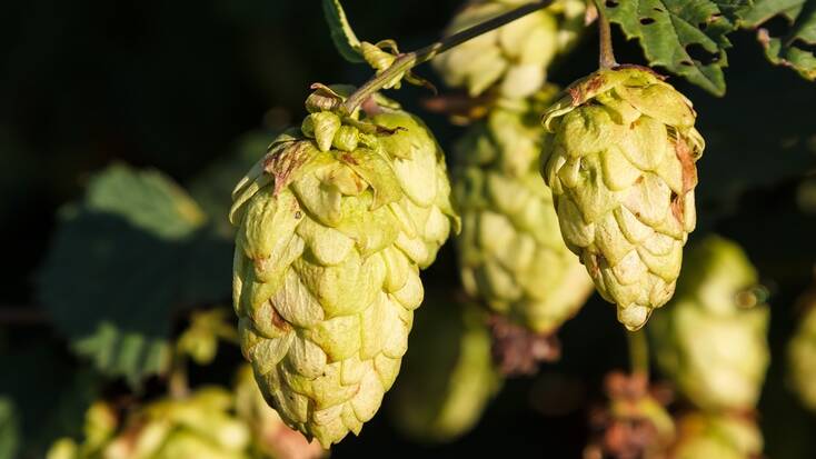 Hops used to make beers in Canada