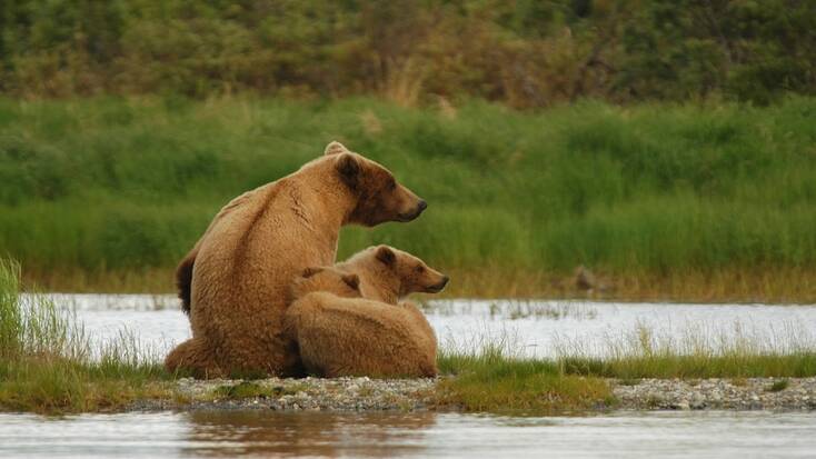 3 bears; Alaskan wildlife