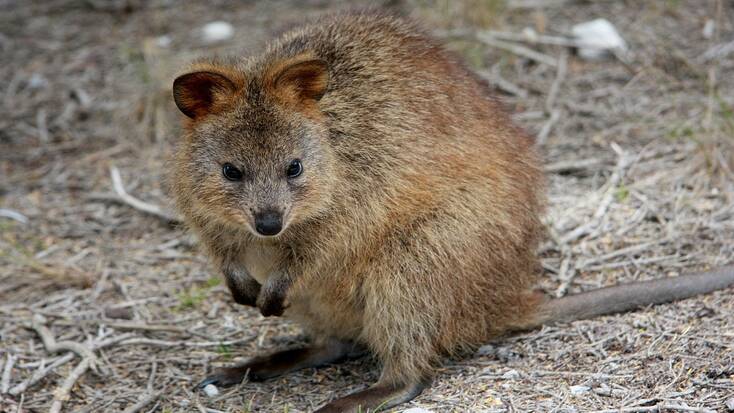 A quokka on Rottnest Island, one of the best places to visit in Australia for wildlife.