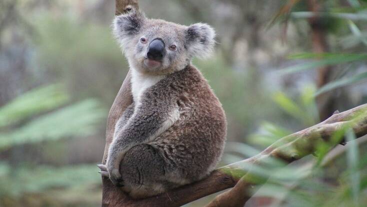 Discover Australian wildlife like Koalas