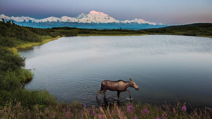 See Alaskan wildlife in Denali National Park on your vacations