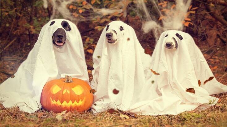 Three dogs with a Jack o Lantern