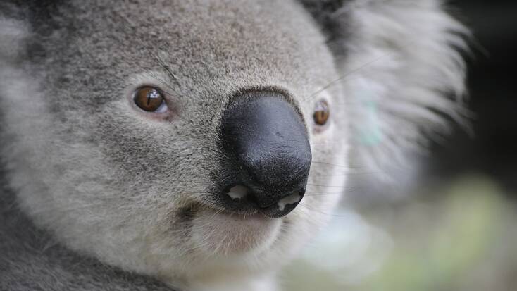 See wildlife like koala bears in the Australian outback