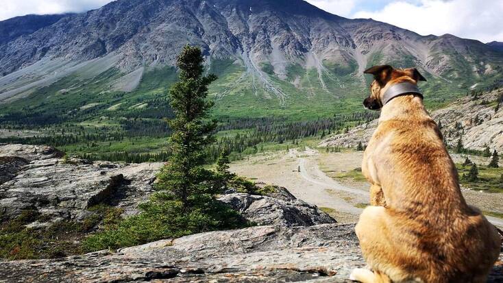 A dog overlooking the Yukon