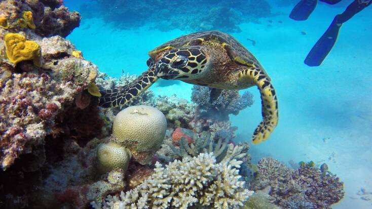 A turtle swimming in the Great Barrier Reef