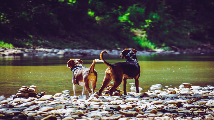 remember to follow park rules when you go hiking with your pets