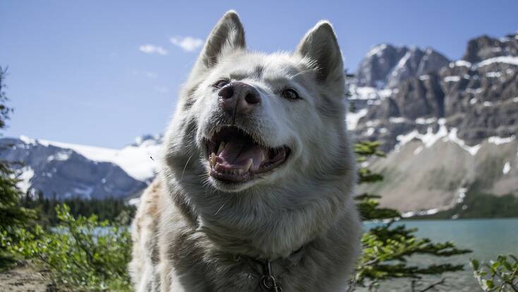 A dog-friendly vacation in Banff