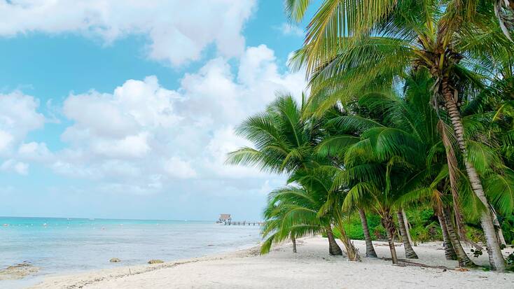 A beach with palm trees in Cozumel, Mexico