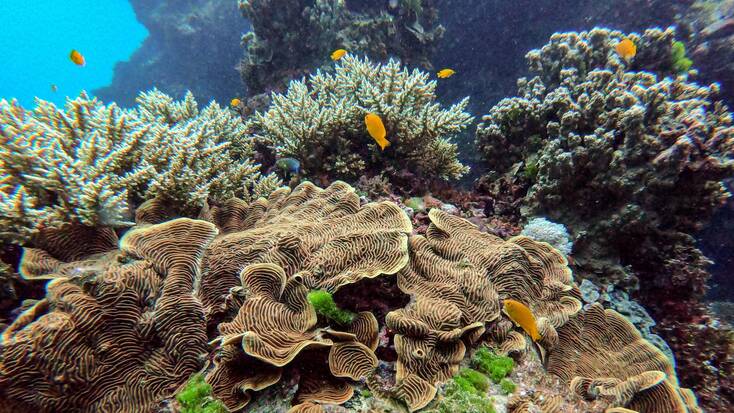 Explore the Great Barrier Reef on Australia Day