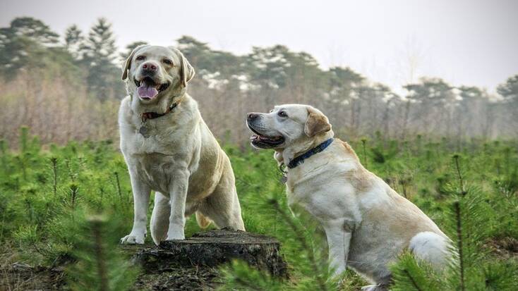 Two Labradors enjoying their pet-friendly vacation