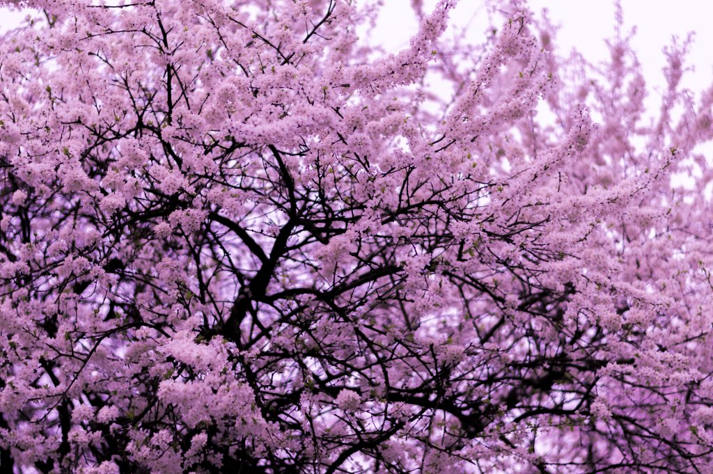 pink cherry blossom