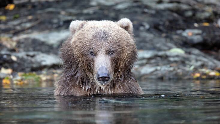 A bear in kodiak national wildlife refuge