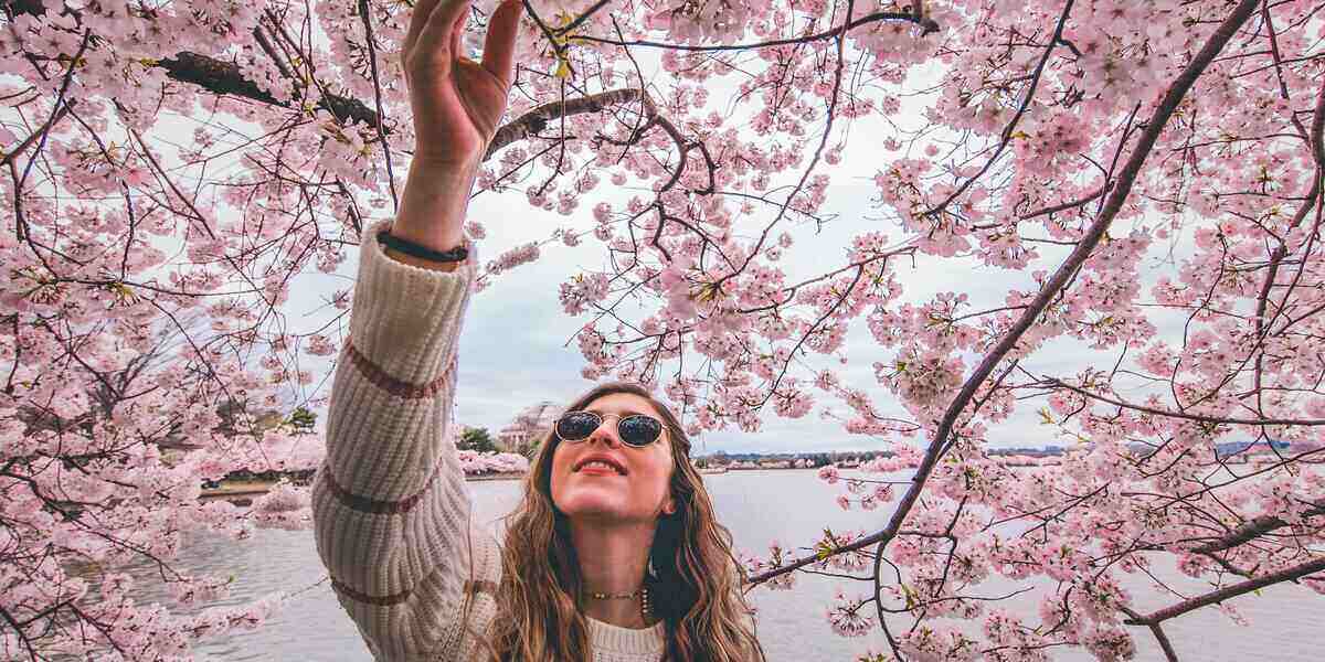 Someone checking out cherry blossom