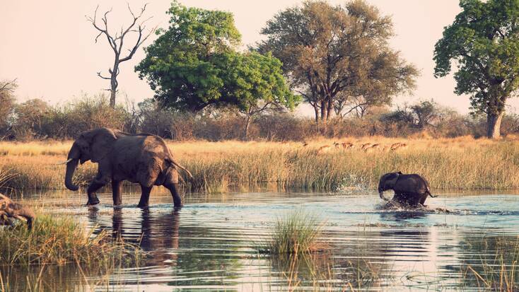 Elephants crossing a river in Kenya