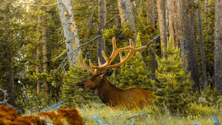 See elk during Yellowstone wildlife tours