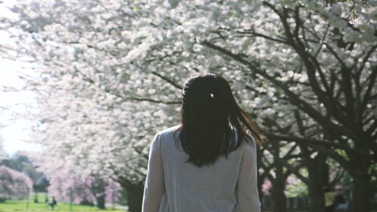 Cherry blossom in Fairmount Park