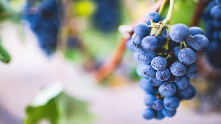 grapes in a vineyard