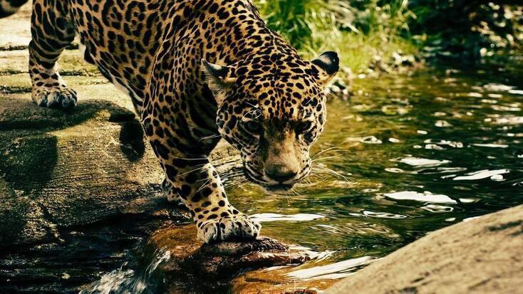 A leopard in a tropical destination