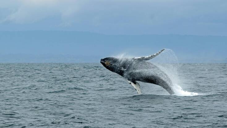 A whale jumping from the sea near Monterey, CA