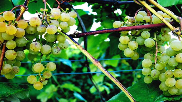 Grapes from New York wineries