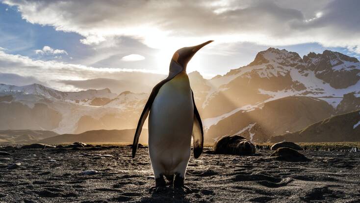 A penguin in a winter vacation spot