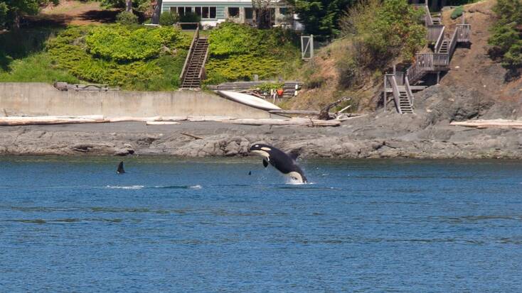 Orcas in the San Juan Islands