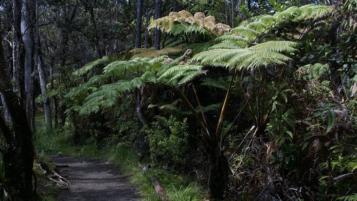 A forest trail for hiking in volcanoes national park