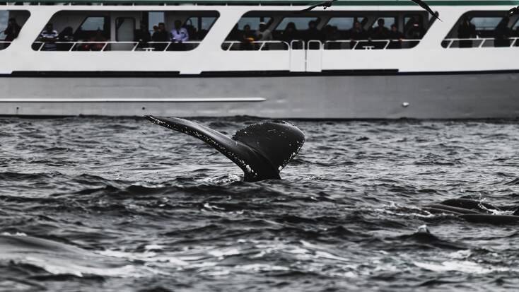 Whale watching tours in the USA