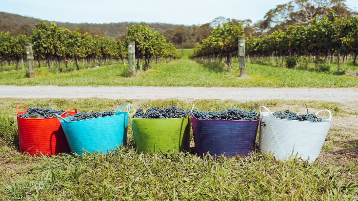 Grapes, best wineries in Victoria