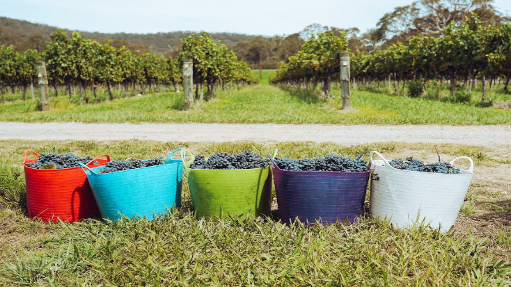 Uvas, melhores vinícolas de Victoria