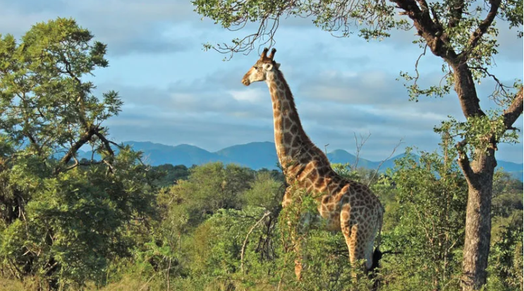 Kruger National Park