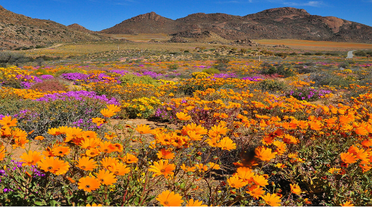 South Africa, Namaqualand