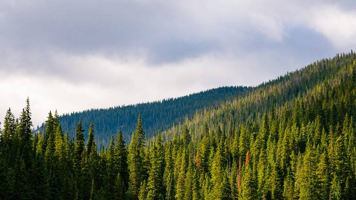 A view over the White River National Forest