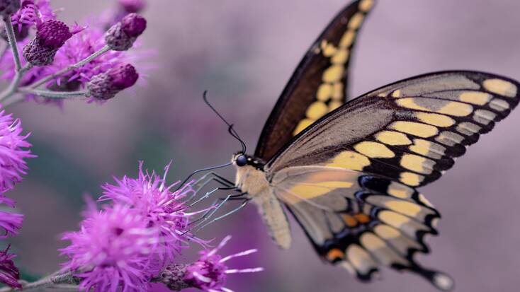 A butterfly in the Butterfly Conservatory